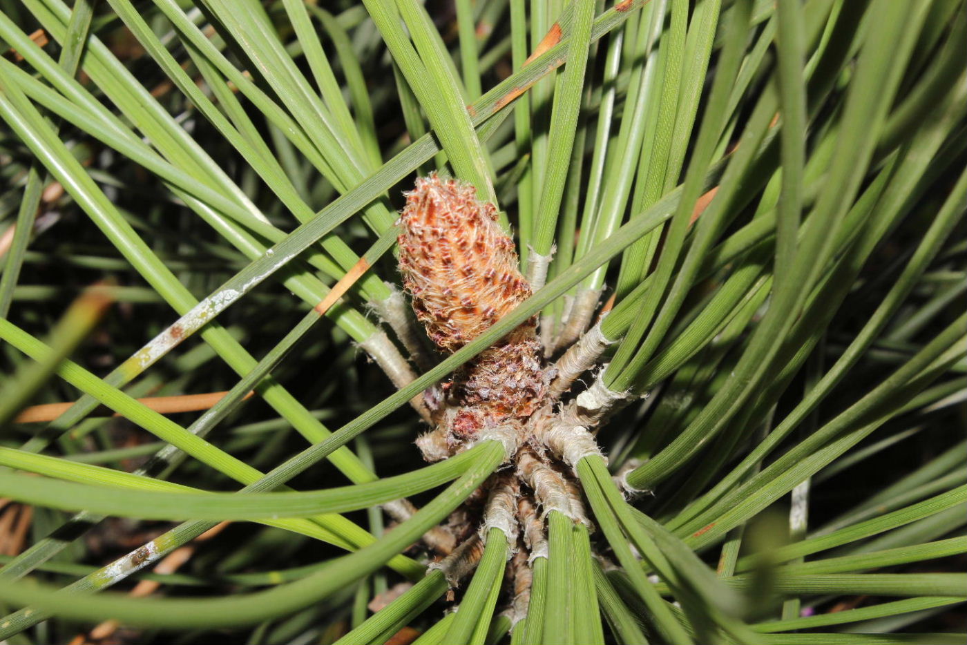 Pinus pinaster